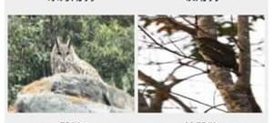 识别鸟类的app合集