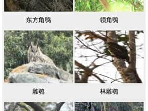 识别鸟类的app合集