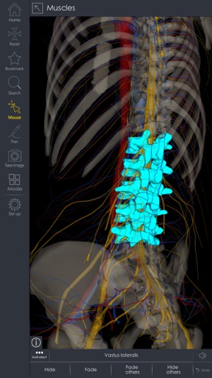 3Dbody解剖学