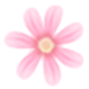 菊花视频午夜版