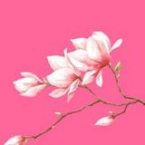 花瓣直播永久免费版