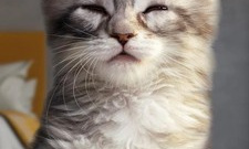 畅玩免费的轻松减压手游合集