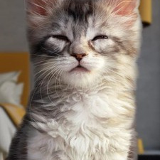 畅玩免费的轻松减压手游合集