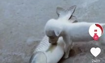 可以看B站短剧的app合集