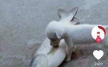 可以看B站短剧的app合集