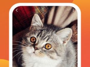 种种视频全版本app合集