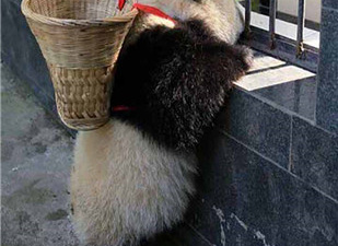 二次元搞笑手游合集