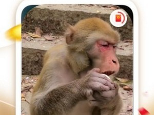 薄荷短视频所有版本app合集