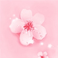 桃花影院纯净版