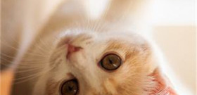 宠物美容手游合集