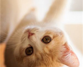 宠物美容手游合集