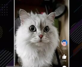 和河豚视频很像的app合集