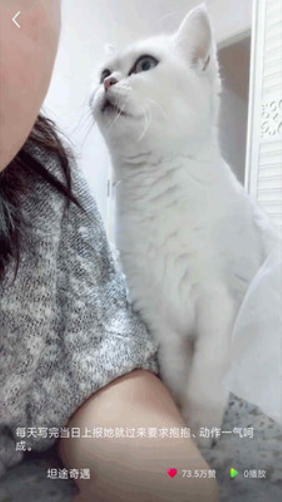 猫咪小视频