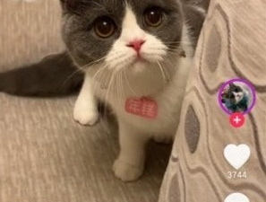 暖暖短视频所有版本app合集