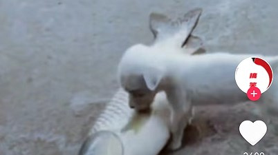 有创意的短剧app合集