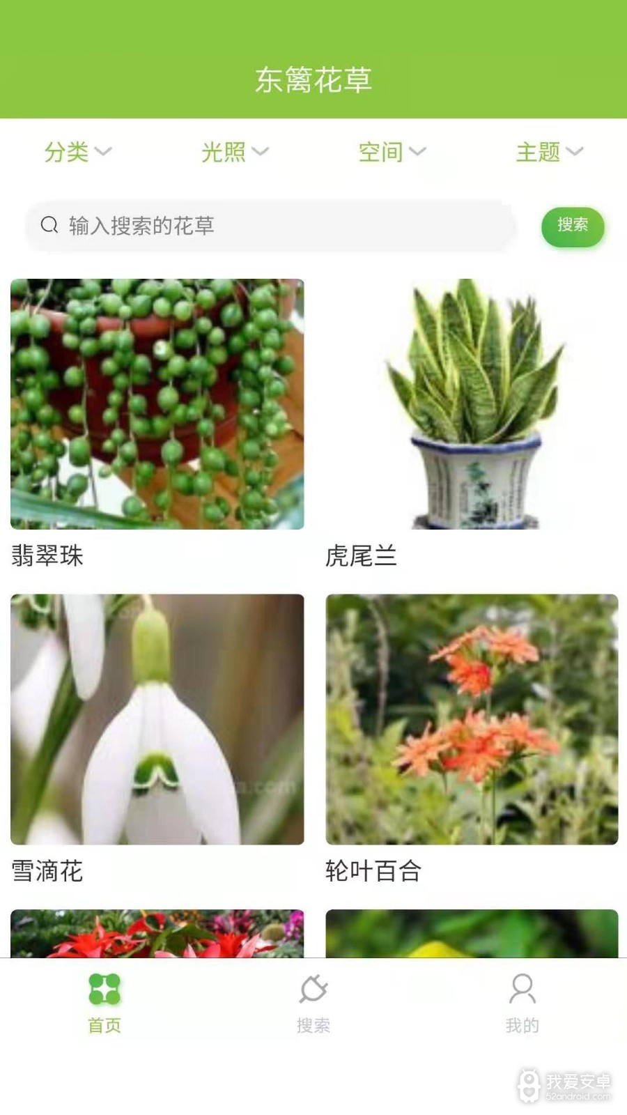 东篱花草(植物养护)