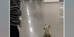 古装短剧app合集